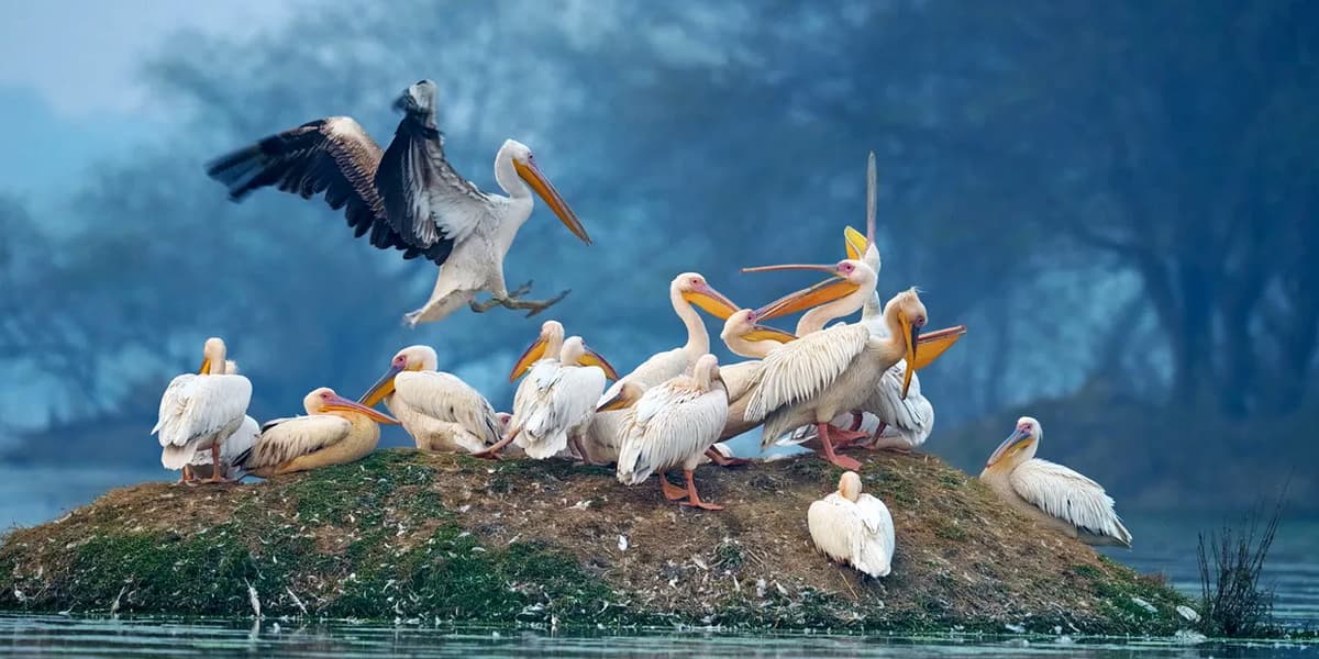 Bharatpur-Bird-Sanctuary